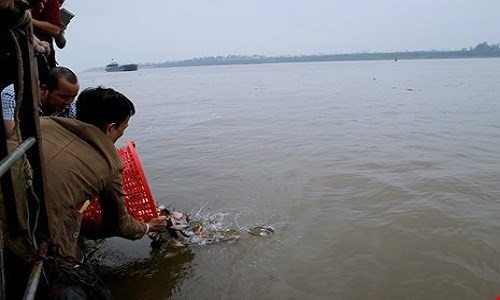 Ngay khi có phản ánh này, Giám đốc Sở NN&PTNT Hà Nội cho biết đã chỉ đạo cán bộ xác minh thông tin phóng sinh cá chim trắng xuống sông Hồng gây xôn xao dư luận. Giám đốc Sở Nông nghiệp thông tin thêm, hôm 9/2, Chi cục Thủy sản tiếp tục xuống làm việc với chính quyền nếu phát hiện có phóng sinh cá chim trắng sẽ kiến nghị xử phạt theo quy định, chứ không thể bắt lại được. Ảnh: Vietnamnet.