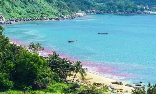 Sáng 24/2, một người dân đã đăng lên mạng xã hội Facebook hình ảnh chụp tại khu vực Bãi Nam (quận Sơn Trà, TP Đà Nẵng). Trong hình ảnh được đăng tải, khu vực Bãi Nam có xuất hiện dải nước đỏ dài nằm sát bờ. Thông tin này khiến dư luận xôn xao. Người này cũng cho hay hình ảnh trên được chụp lại trong sáng 24/2.