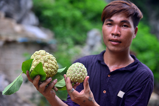 Nhắc đến vùng đất Chi Lăng, ngoài chiến thắng lịch sử oai hùng của quân Lam Sơn chiến thắng quân Minh xâm lược thì vùng đất này còn nổi tiếng với đặc sản quả na. Đi hỏi những người cao tuổi nhất vùng cũng chẳng ai biết cây na có mặt ở đất này từ bao giờ, chỉ biết họ sinh ra đã thấy các bà, các mẹ cho ăn những quả na thơm lừng, ngọt lịm.