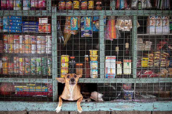 Chú chó thò đầu ra từ một cửa hàng bán đồ ăn vặt ở thành phố Manila, the Philippines. (Nguồn Guardian)