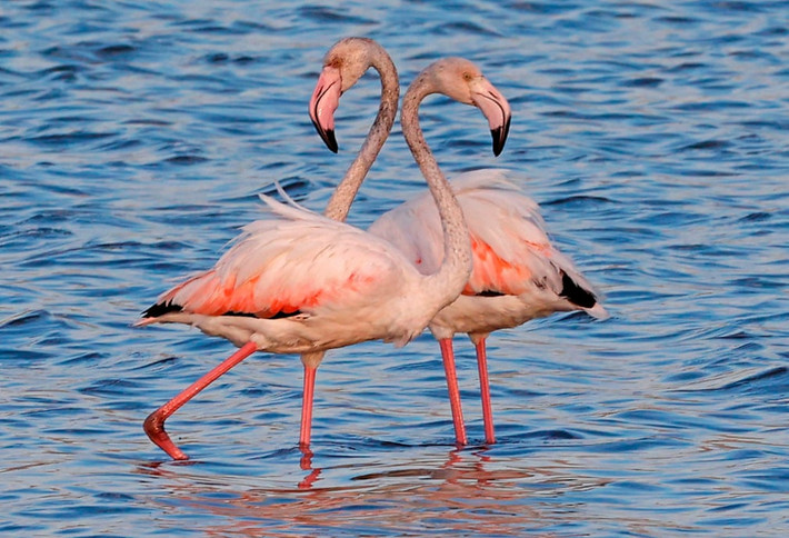 Chim hồng hạc nghỉ ngơi trên hồ ở Atlit, Israel. (Nguồn Guardian)