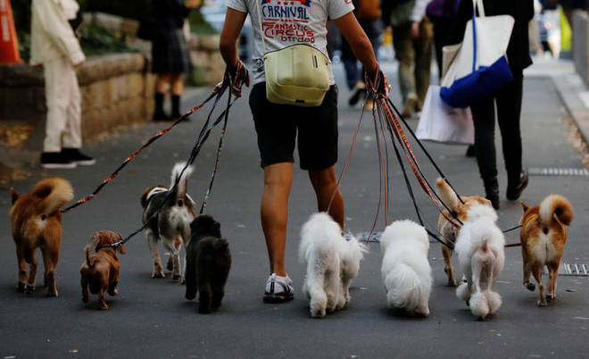 Người đàn ông dắt chó đi dạo trên đường phố ở Tokyo, Nhật Bản. (Nguồn Guardian)