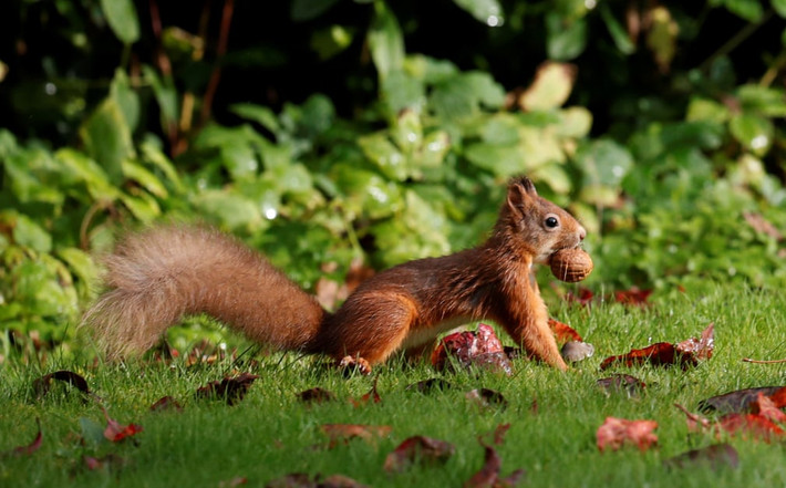 Sóc đỏ tích trữ hạt để chuẩn bị cho mùa đông ở Pitlochry, Scotland. (Nguồn Guardian)
