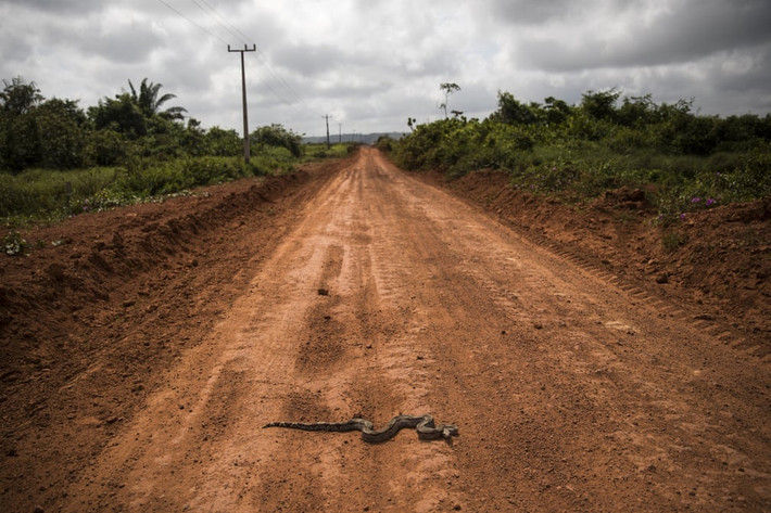 Trăn bò qua đoạn đường đất ở thành phố Tekohaw, bang Para, Brazil. (Nguồn Guardian)