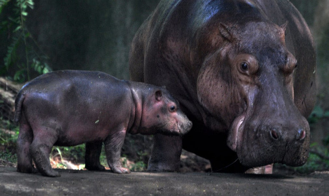 Hà mã mẹ chăm sóc con mới chào đời trong vườn thú ở thành phố Guwahati, Ấn Độ. (Nguồn Guardian)
