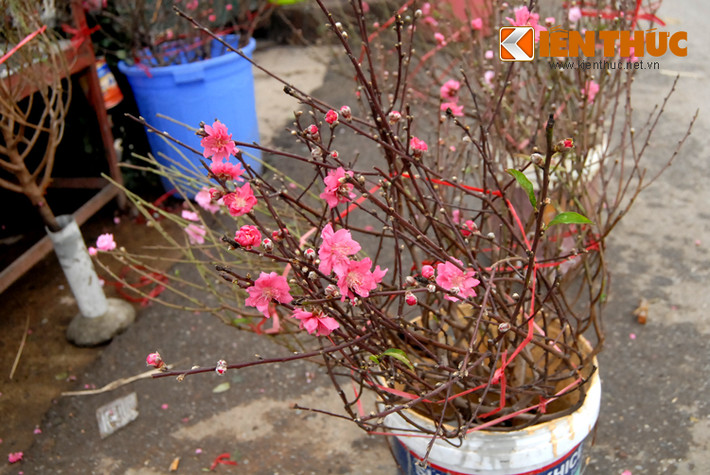 Thói quen mua đào cành nhỏ từ sớm để bày ban thờ vào những ngày mùng 1 hay ngày rằm tháng giáp Tết ngày càng phổ biến với người dân Hà Nội. Năm nay, mỗi cành đào nhỏ, cắm lọ để bàn có giá dao động từ 30.000 - 40.000 đồng. Đắt nhất là 60.000 - 70.000 đồng.