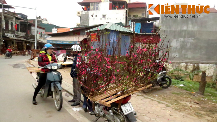 Những ngày này, ở bất cứ góc phố nào của Hà Nội, người mua cũng có thể tìm được một cành đào ưng ý, với giá phải chăng.