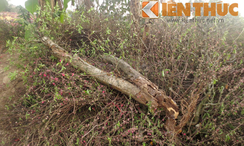 Những gốc không may bị sâu, mục nát, héo chết bị vứt đi không thương tiếc.