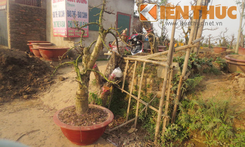 Tại vườn đào Nhật Tân, cảnh những gốc đào để ngổn ngang cũng không quá xa lạ với nhiều người. Anh Dũng (chủ vườn đào Nhật Tân - Hà Nội) cho biết: "Sau mỗi vụ, số đào hỏng bị vứt đi là một phần, phần là vì thiếu đất, khi nhà vườn mua được cây mới về, đẹp hơn nên thay cây cũ".