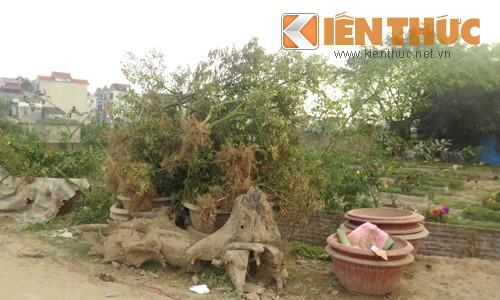 Những cây héo úa, hoặc không bán được vào dịp Tết, người dân đành ngậm ngùi nhổ gốc vứt đi.