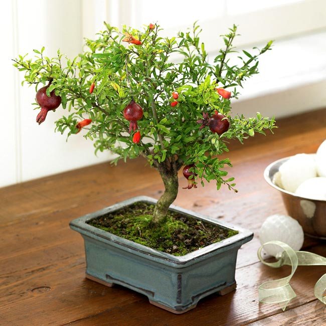 Cây thạch lựu thường được trồng trước cửa nhà với ý nghĩa mang tốt lành hoặc tượng trưng của “đa tử đa phúc” (nhiều con nhiều phúc), vì thế, chậu cây này được săn đón rất nhiều.