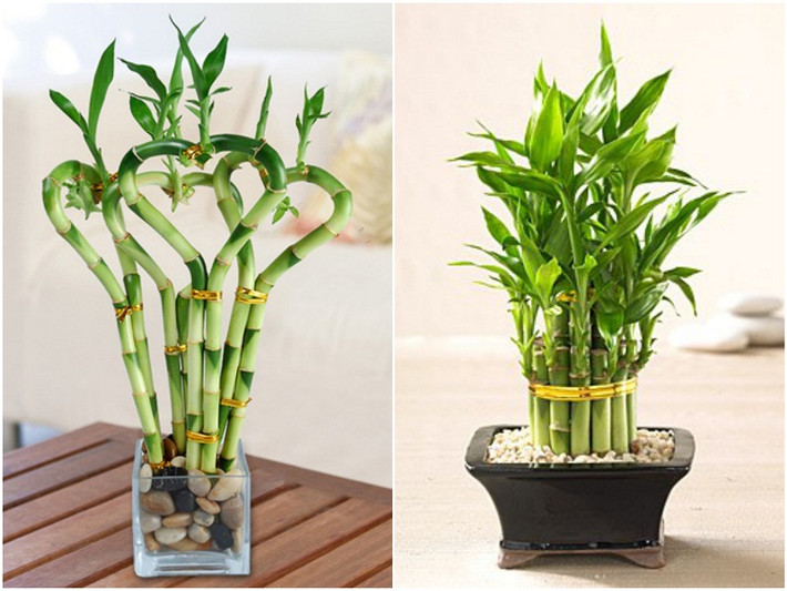 Mặc dù không quá mới mẻ trong năm nay, song chậu cây phất dụ vẫn được chú ý vì ý nghĩa phong thủy, hút tài lộc và đem lại vận may cho gia chủ.