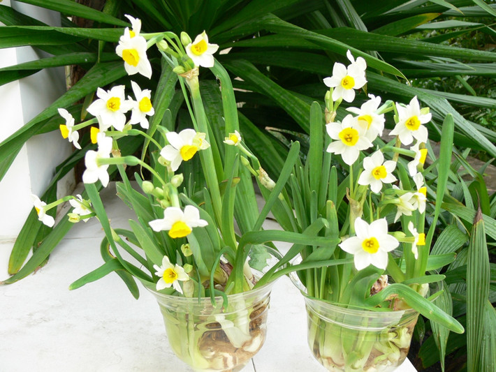 Rẻ hơn so với nhiều loại, chậu hoa thủy tiên là thú chơi thanh tao của người Hà Nội. Mỗi củ hoa có giá từ 20.000 đồng đến 30.000 đồng. Khi được chăm sóc cẩn thận, đúng cách, củ sẽ cho hoa đúng dịp Tết.