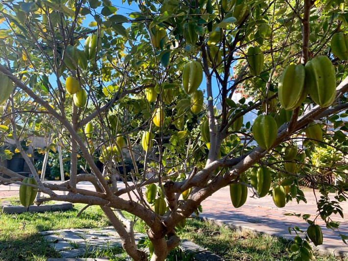 Ngoài thú chơi bonsai, Bằng Kiều còn cùng mẹ trồng các loại rau, hoa và cây ăn trái như cam, chanh, mãng cầu... Ảnh: FBNV.