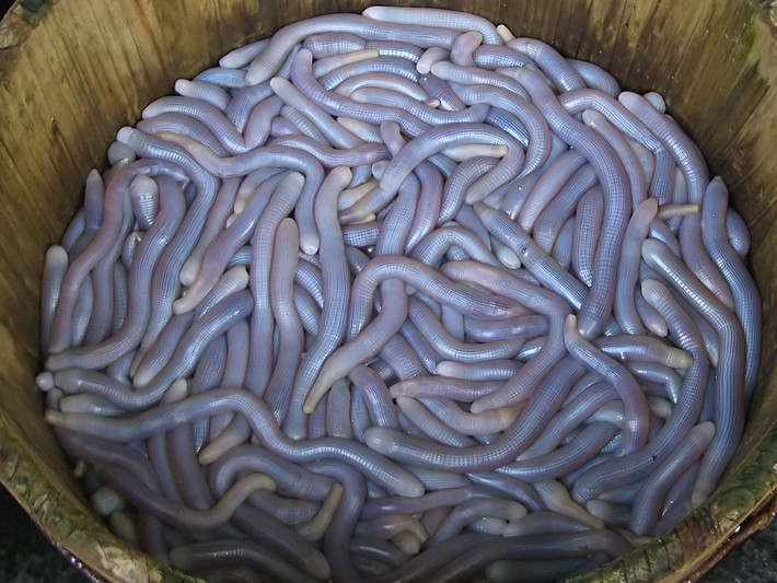 Sống chủ yếu ở vùng Quảng Ninh, sá sùng có giá bán siêu đắt lên đến 2-3 triệu đồng/kg.