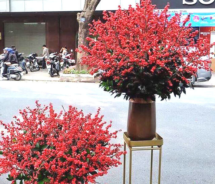 Bên cạnh đó, các đại gia còn không tiếc tiền mua hoa nhập khẩu về chưng Tết. Đơn cử như một khách vip đặt 2 bình đào đông đỏ có tổng giá trị 100 triệu đồng về chưng Tết. Ảnh: Vietnamnet