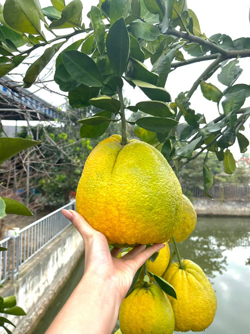 Ngoài rau, bố mẹ Hoa hậu Đỗ Thị Hà còn trồng nhiều cây ăn quả. Cạnh ao là cây bưởi sai trĩu quả.