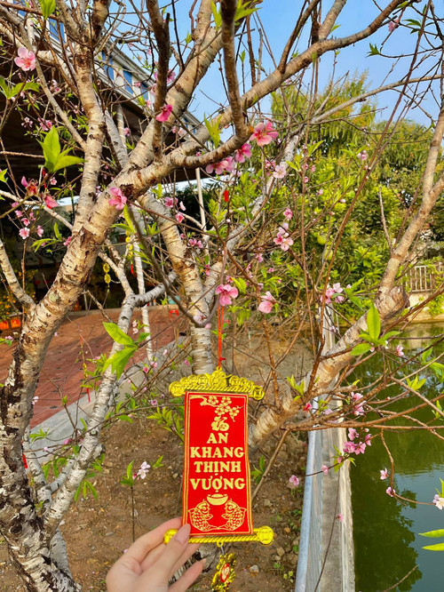 Trong vườn nhà Hoa hậu Việt Nam Đỗ Thị Hà còn có gốc đào trổ bông đúng dịp Tết.