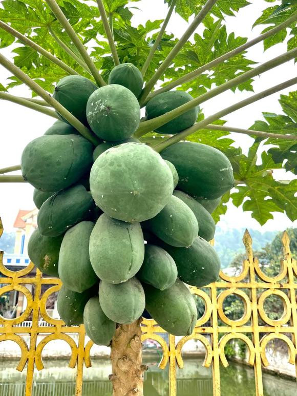 Đu đủ chi chít quả.