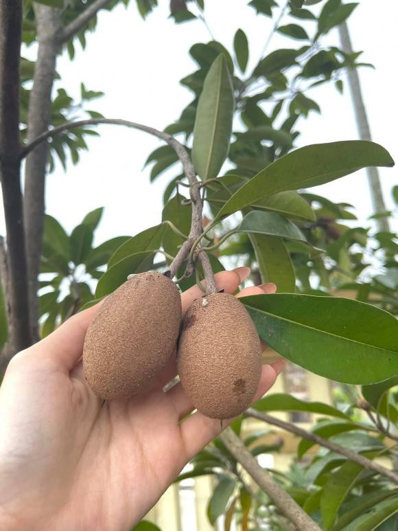 Hồng xiêm cũng đang trổ trái trong vườn.