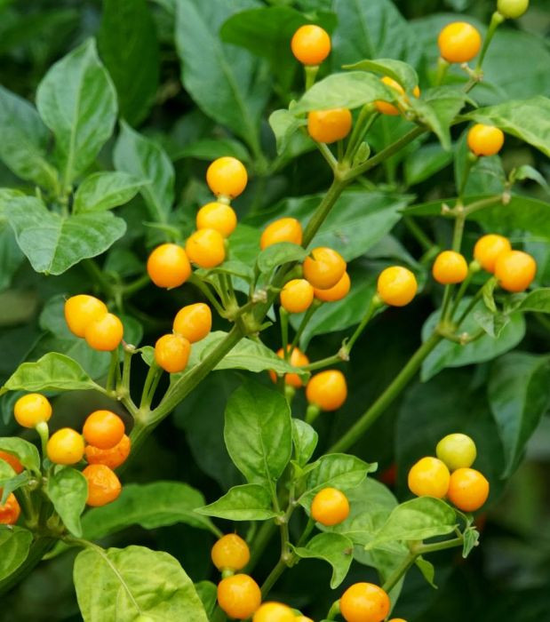 Theo xếp hạng Scoville (thang đo biểu thị độ cay của các loại ớt) từ 30.000 đến 100.000 đơn vị, thứ ớt này được ví như "một cú đấm" siêu hạng có thể gây "thủng lưỡi".