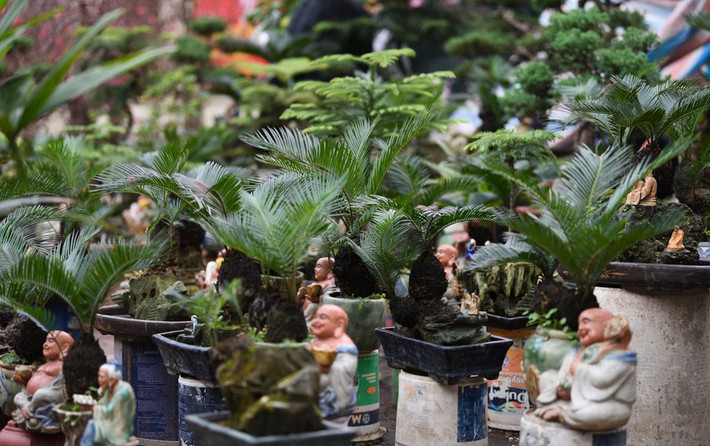 Xuất hiện trên thị trường vài năm nay, những gốc vạn tuế bonsai mini với hình dáng độc, lạ, đang thu hút nhiều khách hàng tìm đến mua về chơi Tết. Ảnh: GDTĐ