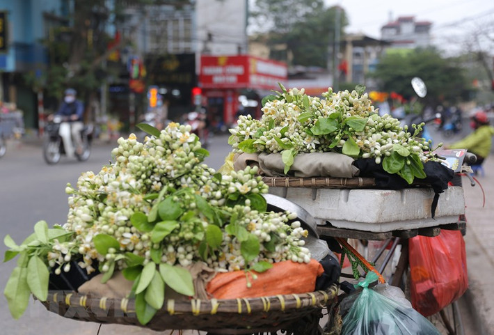 Hoa bưởi theo chân những người bán hàng len lỏi các tuyến phố ở Hà Nội. Ảnh: Hoàng Hiếu/TTXVN