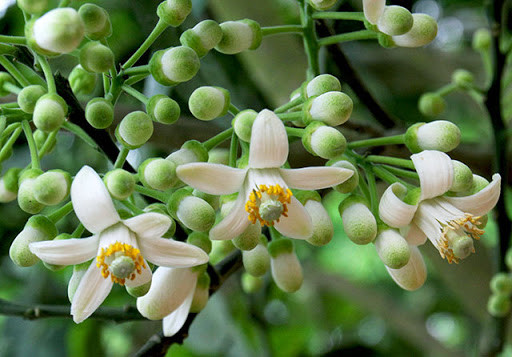 Dù đắt nhưng mùa hoa bưởi ngắn nên nhiều người vẫn muốn có một lọ hoa thơm ngát trong ngày Rằm Tháng Giêng. Ảnh: Facebook