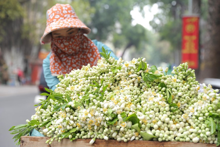 Hoa bưởi cũng được nhiều chị em đặt mua để cúng Rằm Tháng Giêng hay cắm lọ, ướp trà. Ảnh: Hoàng Hiếu/TTXVN