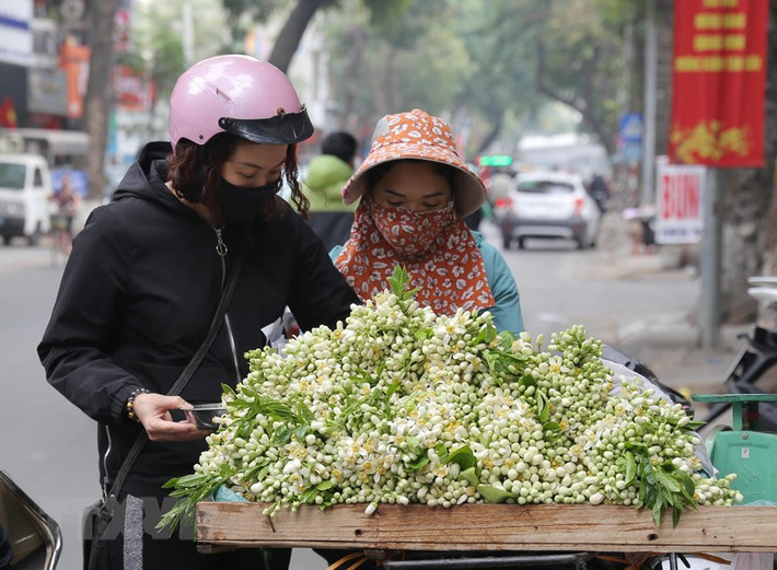 Hoa bưởi thơm ngát được bán với giá từ 120.000 - 350.000 đồng/kg, thậm chí có nơi bán tới 400.000 đồng/kg. Ảnh: Hoàng Hiếu/TTXVN