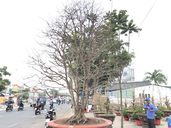 Cây mai cổ thụ bày bán trên đường Thành Thái, quận 10 (TP.HCM) những ngày gần Tết cũng thu hút sự quan tâm của nhiều người bởi kích thước “khủng”, chiều cao khoảng 4-5m, tán rộng gần 3m, gốc mai chia làm 5 nhánh lớn. Ảnh: Plo.