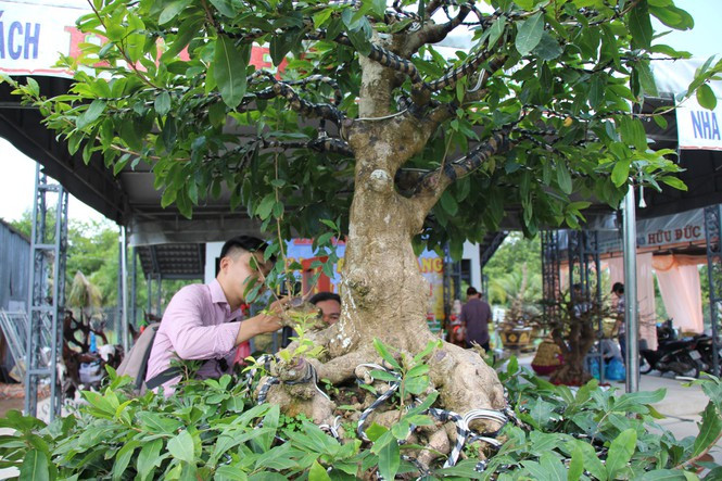 Một số người đam mê cây cảnh đến hỏi mua và trả giá cao nhưng chủ nhân không bán. Ảnh: Tiền phong.