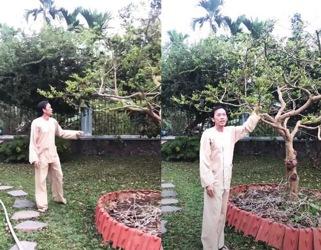 Nghệ sĩ Hoài Linh khoe cây mai nhiều nụ và sẽ nở rộ đúng dịp Tết.