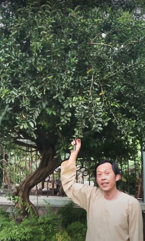 Nam danh hài tiết lộ còn trồng cherry Việt Nam (tức cây sơ ri).