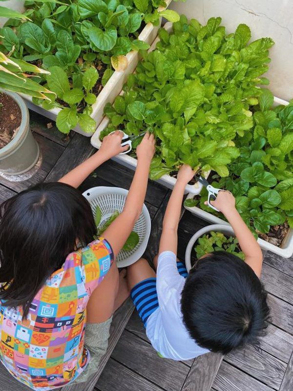 Mới đây trên trang cá nhân, Tăng Thanh Hà chia sẻ thành quả của hai con thu hoạch rau sạch giúp mẹ khiến fan không khỏi thích thú.