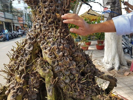 Gốc mai được người chủ cũ trồng trong một cái lu để nuôi bộ rễ dài. Nhờ vậy mà cặp mai có bộ rễ và thân nổi “vảy rồng”. Ảnh: Một thế giới.