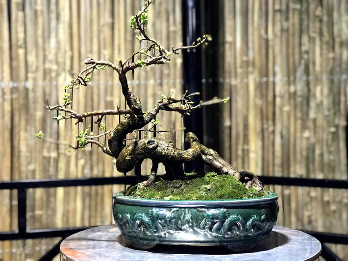 Mai vàng bonsai dáng quái. Ảnh: FB Bảo Khuê.
