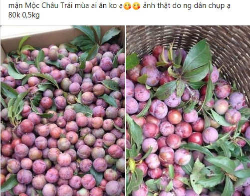 Những ngày gần đây, trên chợ mạng xuất hiện nhiều tiểu thương rao bán mận trái mùa với giá từ 150.000 - 200.000 đồng/kg. Thậm chí, có nơi bán tới 220.000 đồng/kg.