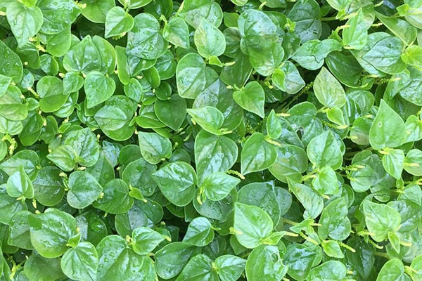 Mặc dù được bán khá nhiều ở Hà Nội nhưng không nhiều người biết đến rau càng cua.