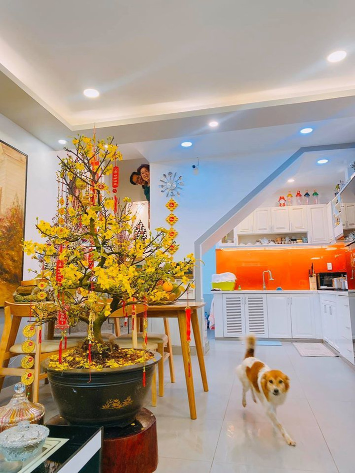 Giữa nhà là một chậu mai lớn, hoa đã trổ vàng rực rỡ.
