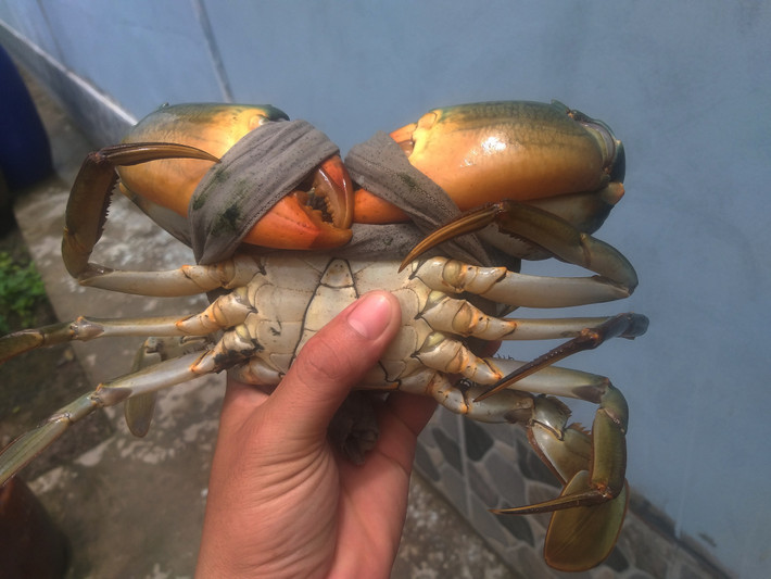 Để bán cua vào dịp Tết với giá cao, vào tháng 7 âm lịch, người nuôi bắt cua giống về thả nuôi. Ảnh: Người lao động