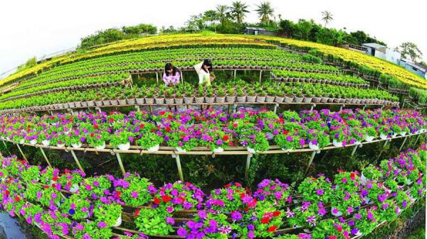 Mỗi năm, làng hoa Sa Đéc cung ứng ra thị trường khoảng 2,5 đến 3 triệu giỏ hoa các loại. Ảnh: Baodansinh.