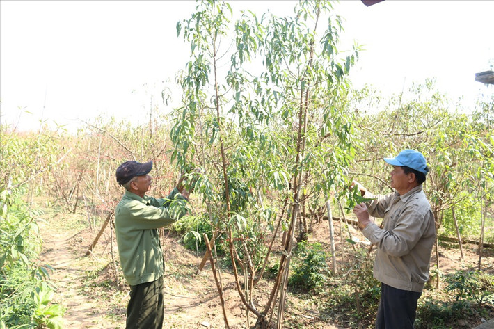 Những ngày cuối tháng 11, đầu tháng 12 các vườn đào Nhật Tân (Hà Nội) tấp nập người trên đồng ruộng chăm sóc, tuốt lá, dựng nhà lạnh kích hoa khi thời tiết bắt đầu chuyển mùa. Ảnh: Lao động.