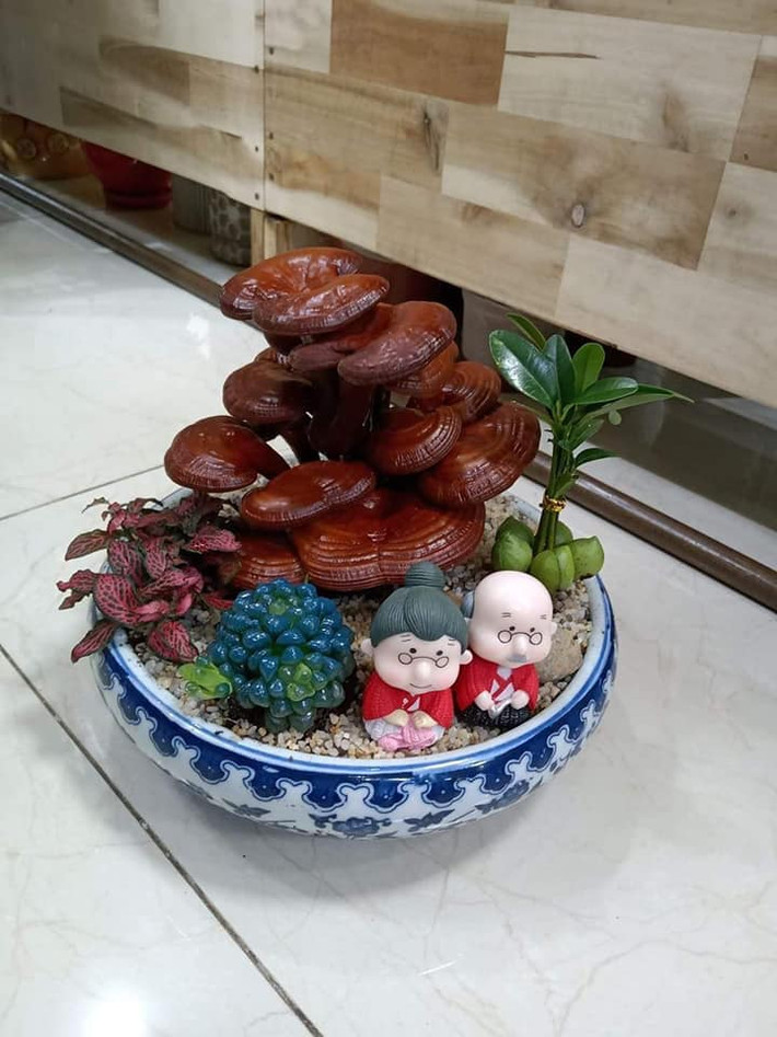 Một chậu nấm linh chi được bày trí tiểu cảnh bắt mắt.
