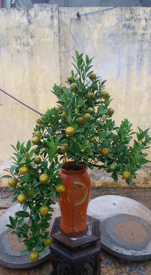 Quất cảnh là một trong những thú chơi phổ biến trong dịp Tết Nguyên đán ở Việt Nam. Năm nay, quất được các nhà vườn tạo nhiều dáng độc đáo. Ảnh: Facebook.