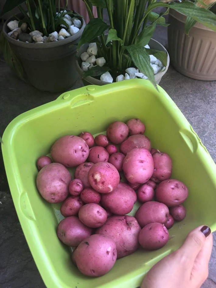 Ngoài trái cây, người đẹp còn thu hoạch cả khoai tây.