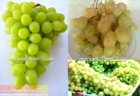 Thực tế, nho xanh Ninh Thuận vỏ quả dày, có màu xanh ngả vàng nhạt, thịt quả trong, có hạt, có vị ngọt đậm không gắt, chua rất nhẹ. Trọng lượng từ 200g-500g/chùm, trái khít gần nhau. Ảnh: Internet.