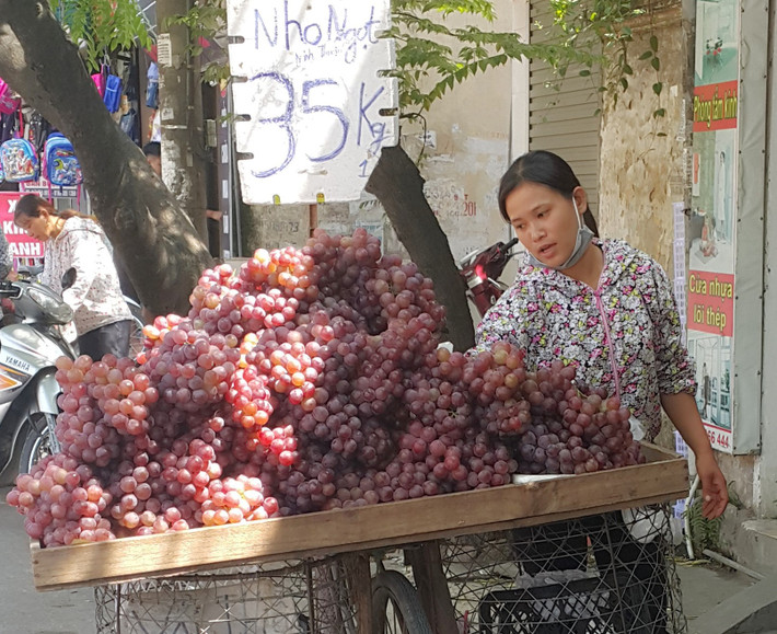 Vì vậy, không có chuyện nho Ninh Thuận bán với giá 30.000 - 35.000 đồng tại Hà Nội. Ảnh: Vietq.