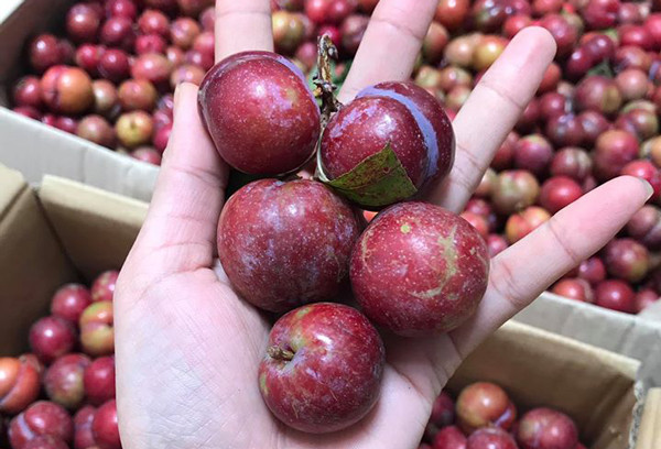 Cũng do trái mùa nên lượng mận không nhiều. Hầu hết khách đều phải đặt trước nếu muốn mua số lượng nhiều hoặc không đúng ngày mận về.