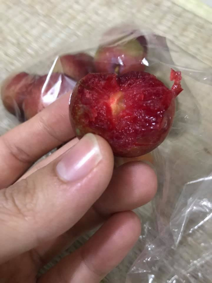 Chia sẻ trên Dân Việt, chị Thanh Tuyền – một người trồng mận ở Mộc Châu (Sơn La) cho biết, mận Mộc Châu giờ đang trái mùa, tuy nhiên những quả ra sớm vẫn ăn được.